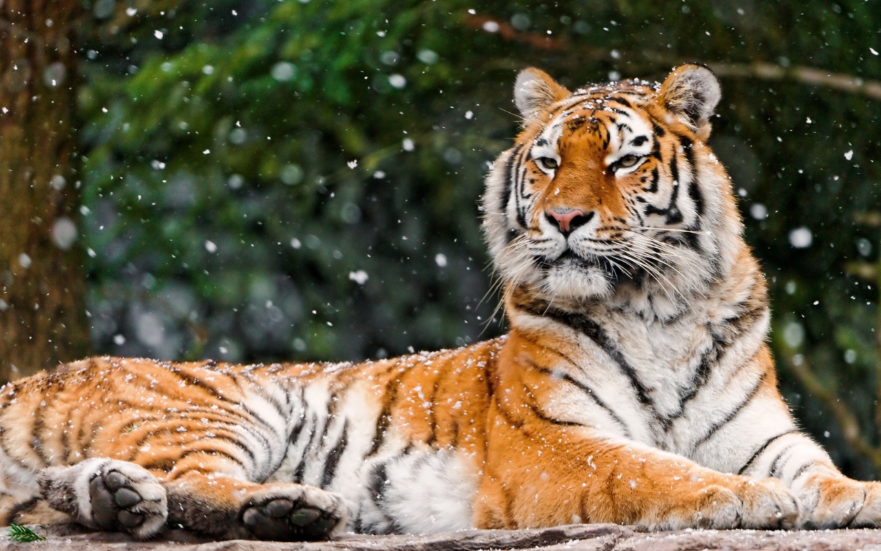 Fondo de pantalla Siberian Tigress 1280x800
