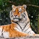 Fondo de pantalla Siberian Tigress 128x128