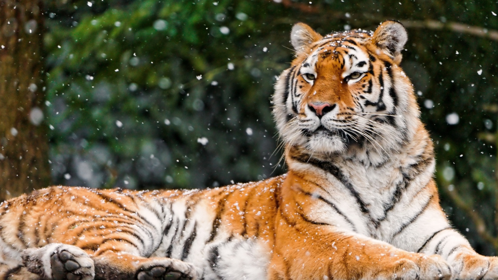 Fondo de pantalla Siberian Tigress 1600x900