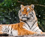 Fondo de pantalla Siberian Tigress 176x144