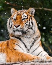 Siberian Tigress wallpaper 176x220