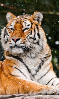 Fondo de pantalla Siberian Tigress 240x400
