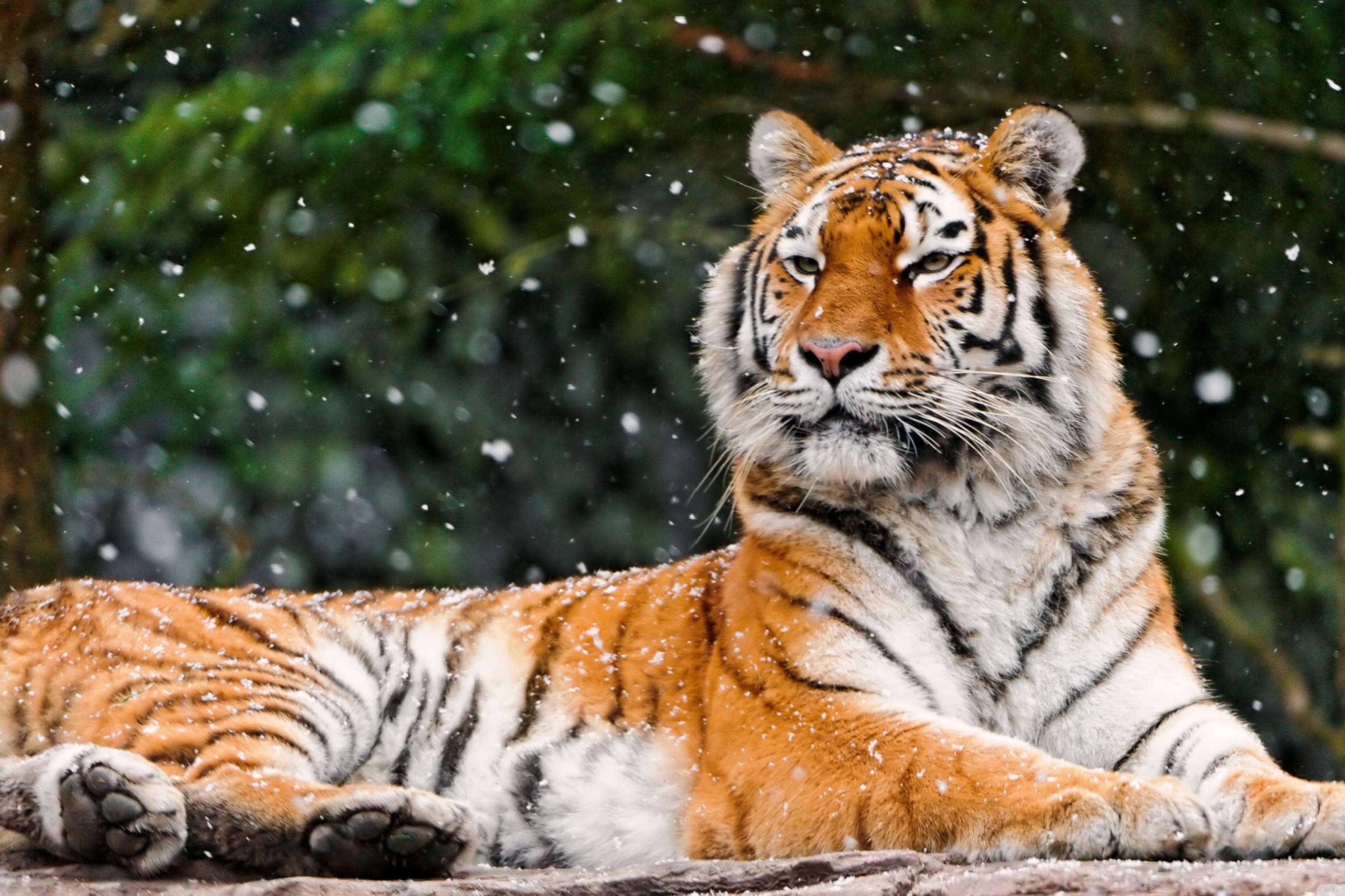 Siberian Tigress wallpaper 2880x1920