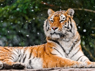 Das Siberian Tigress Wallpaper 320x240