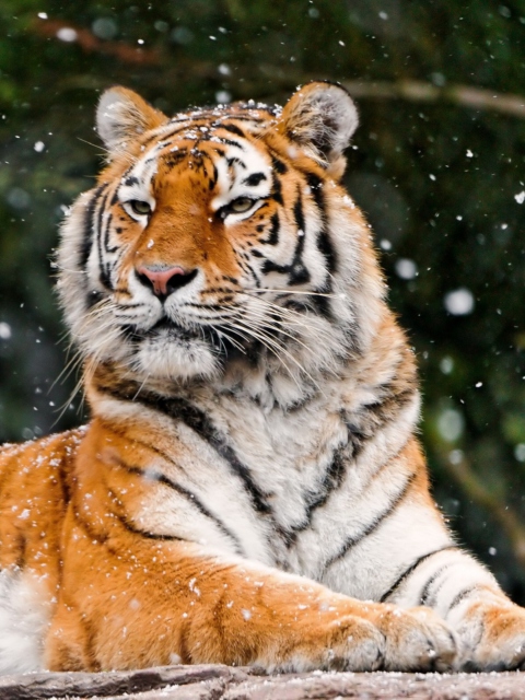 Fondo de pantalla Siberian Tigress 480x640