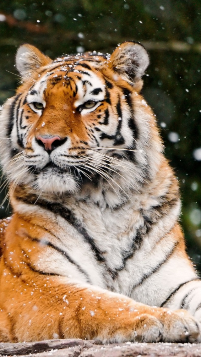 Fondo de pantalla Siberian Tigress 640x1136