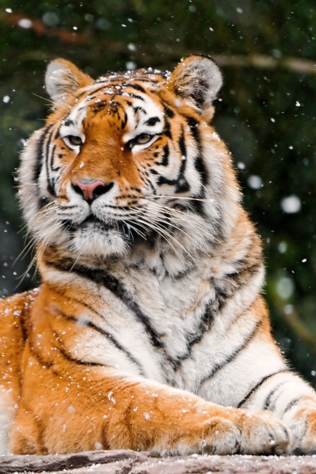 Fondo de pantalla Siberian Tigress 640x960