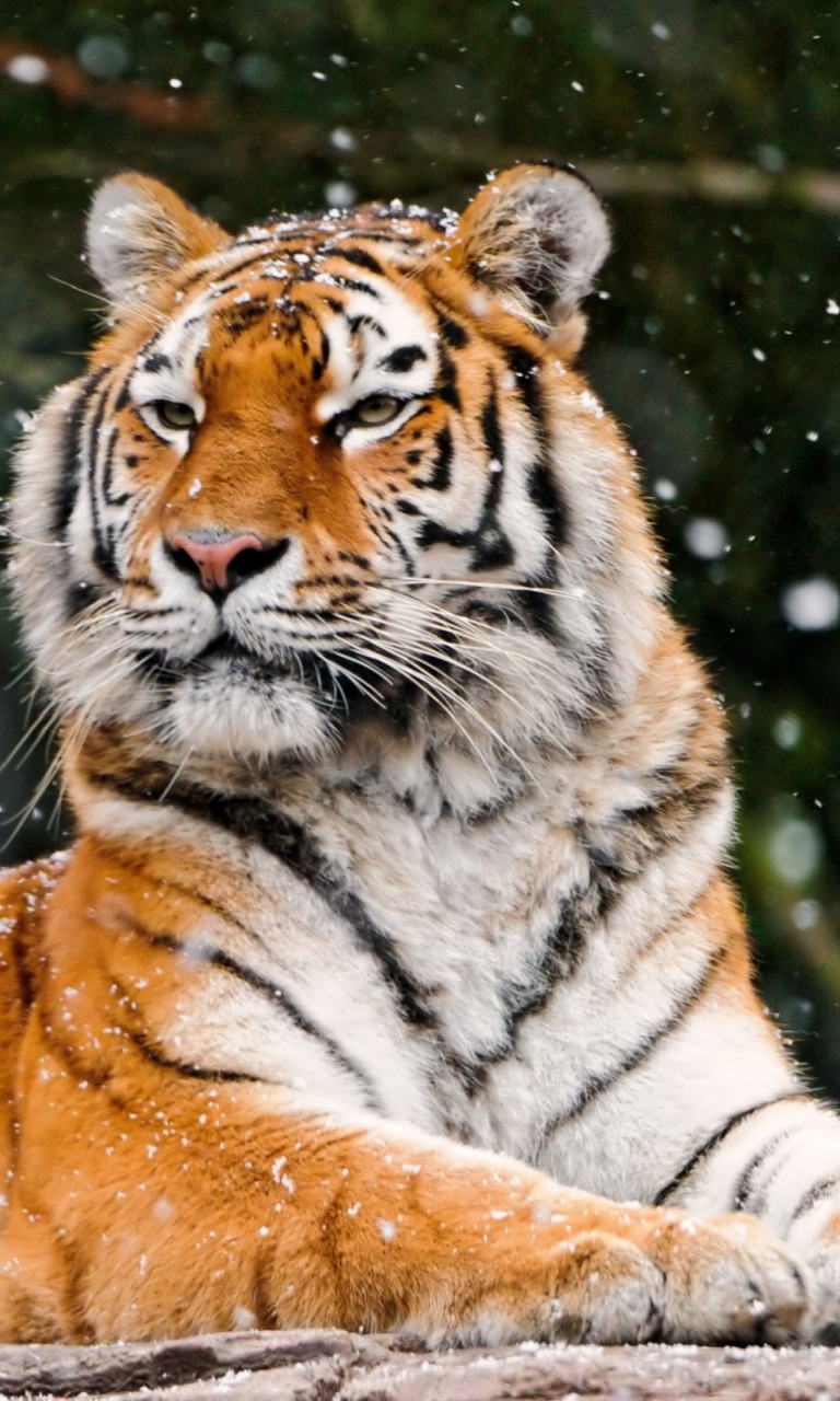 Screenshot №1 pro téma Siberian Tigress 768x1280