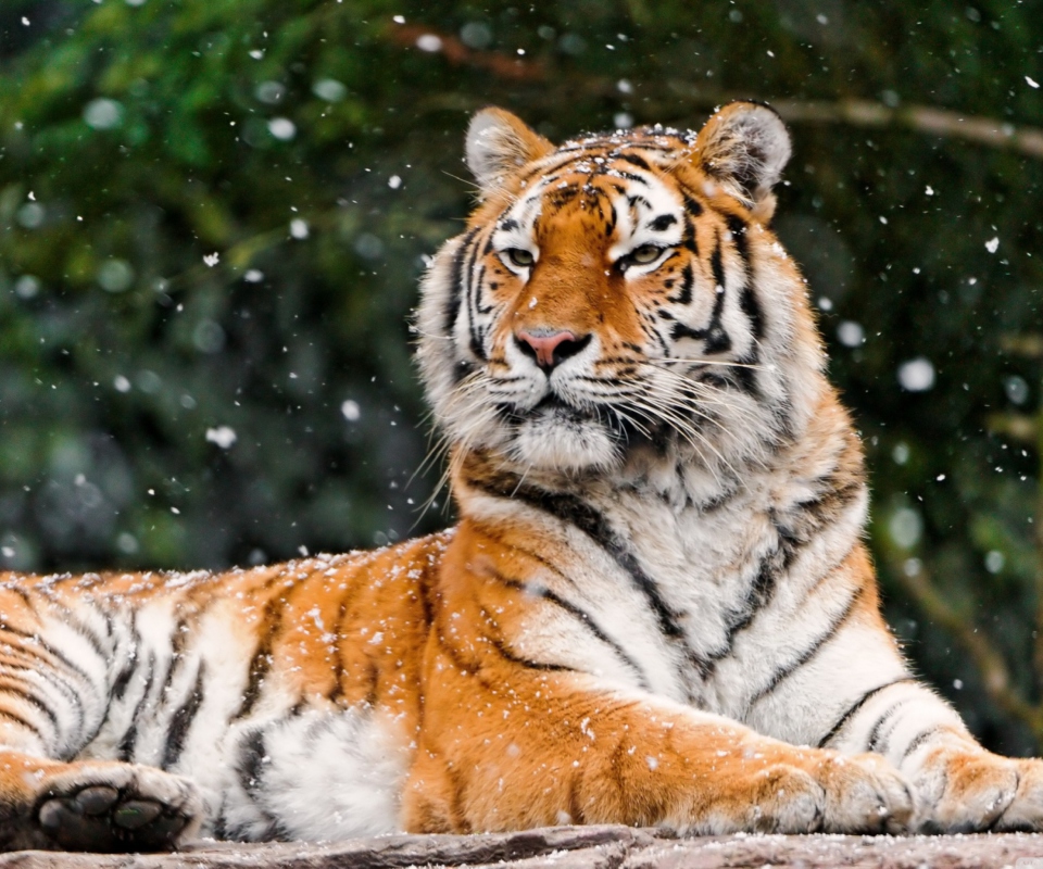 Das Siberian Tigress Wallpaper 960x800