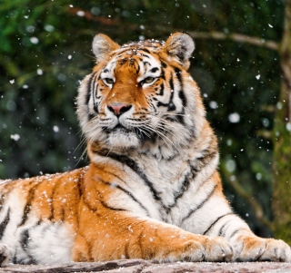 Siberian Tigress sfondi gratuiti per iPad mini