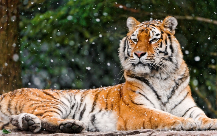 Fondo de pantalla Siberian Tigress