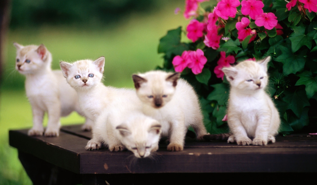 Cute Little Kittens wallpaper 1024x600