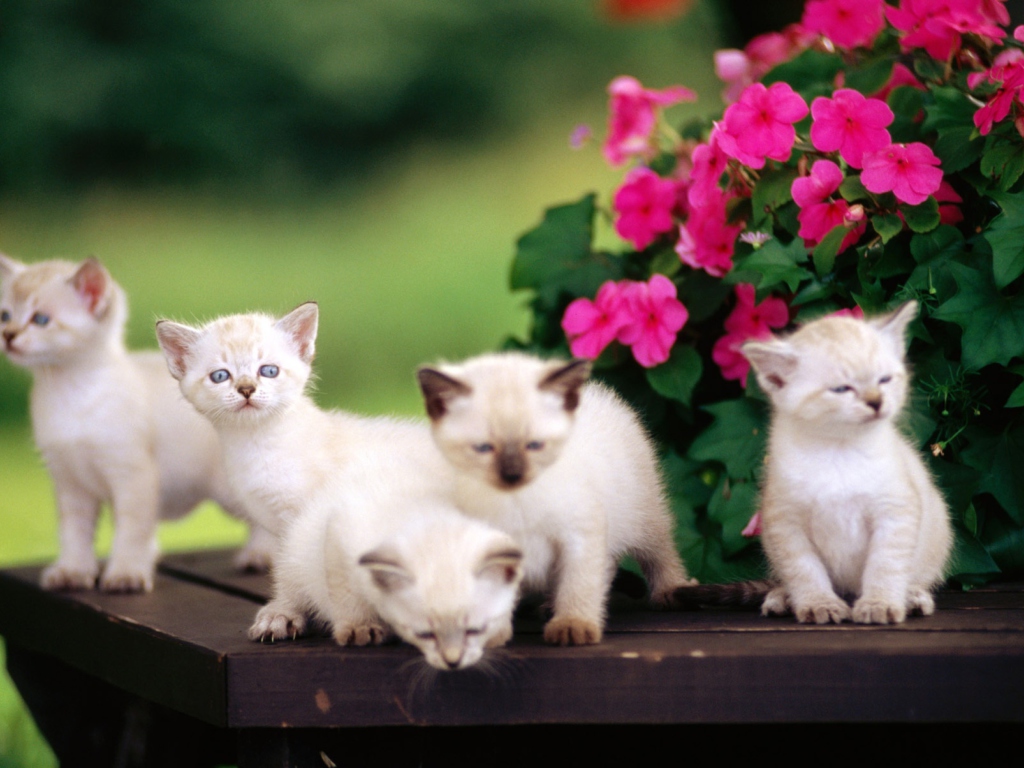 Cute Little Kittens wallpaper 1024x768
