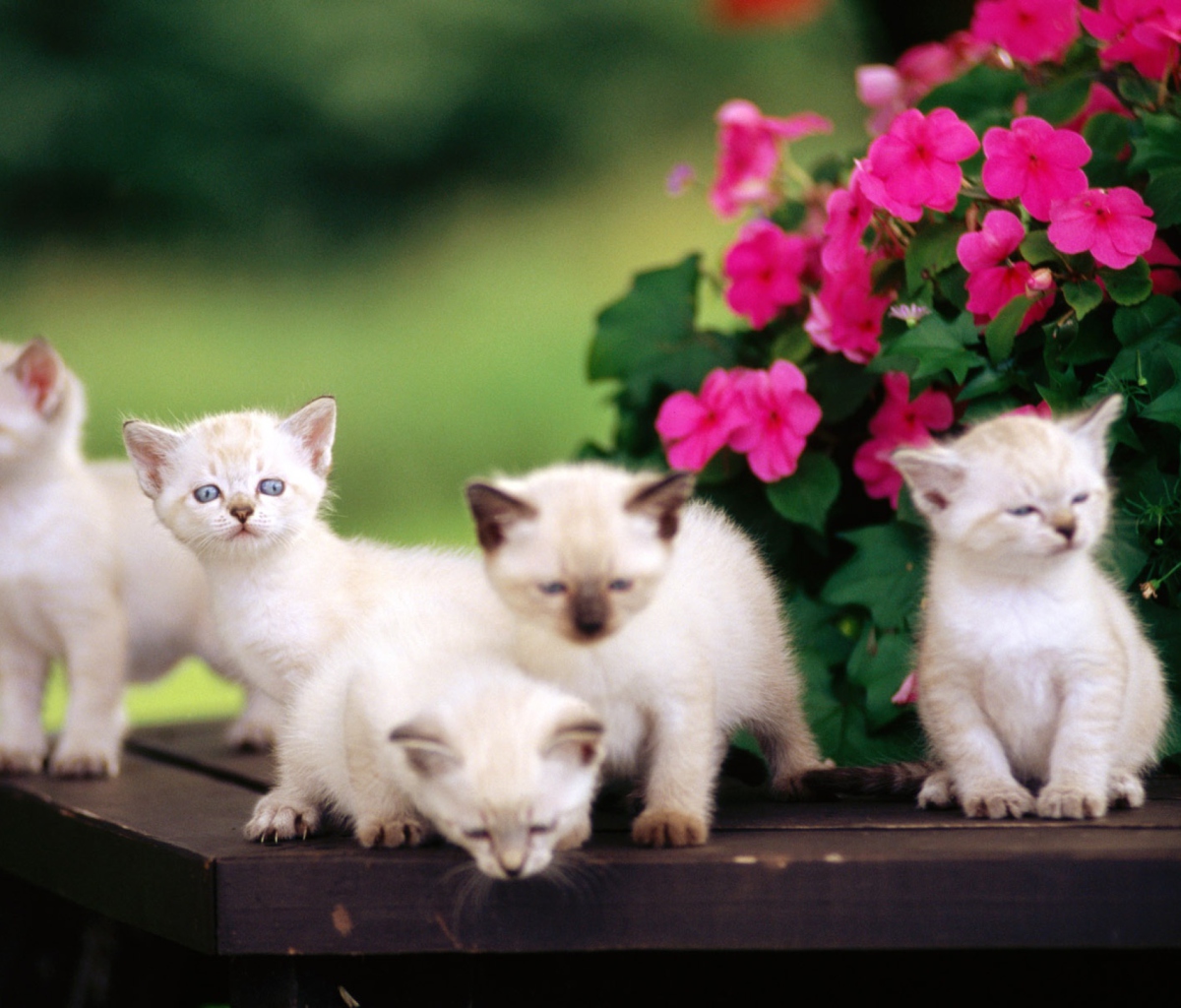 Screenshot №1 pro téma Cute Little Kittens 1200x1024