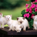 Das Cute Little Kittens Wallpaper 128x128