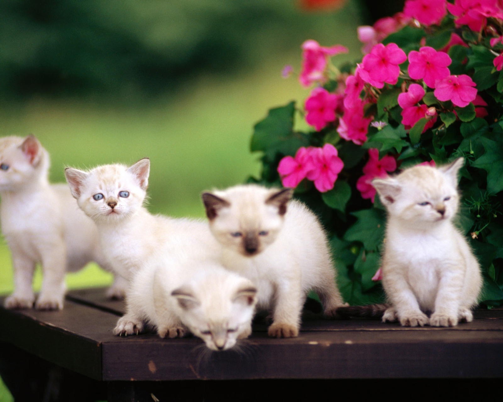 Обои Cute Little Kittens 1600x1280