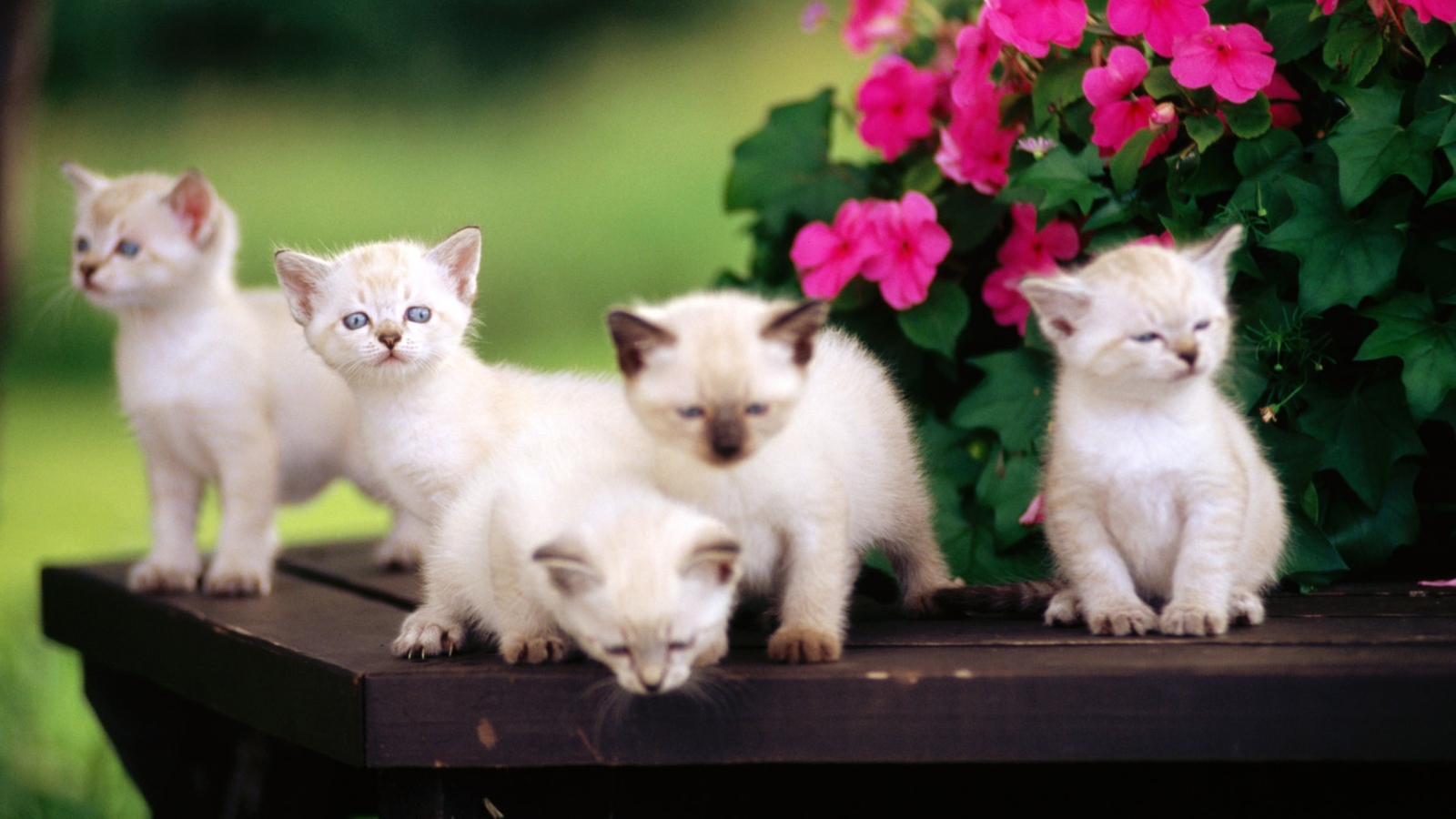 Fondo de pantalla Cute Little Kittens 1600x900