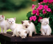 Screenshot №1 pro téma Cute Little Kittens 176x144
