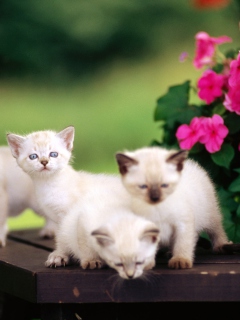 Das Cute Little Kittens Wallpaper 240x320