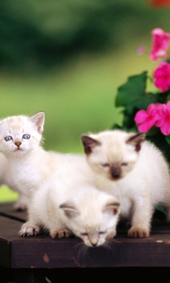Cute Little Kittens wallpaper 240x400