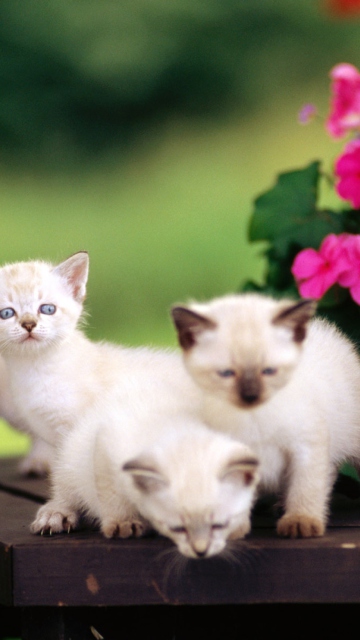 Das Cute Little Kittens Wallpaper 360x640