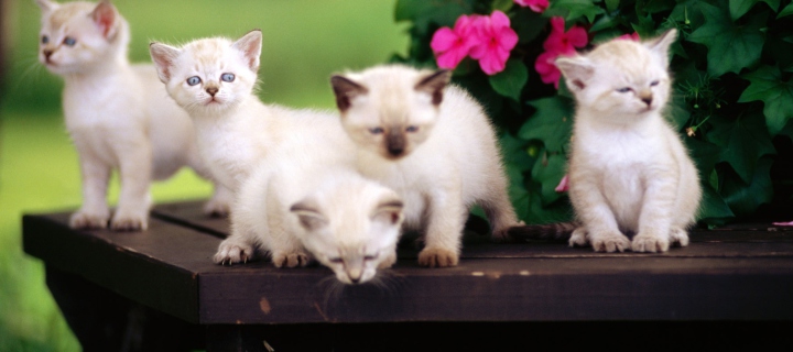 Fondo de pantalla Cute Little Kittens 720x320