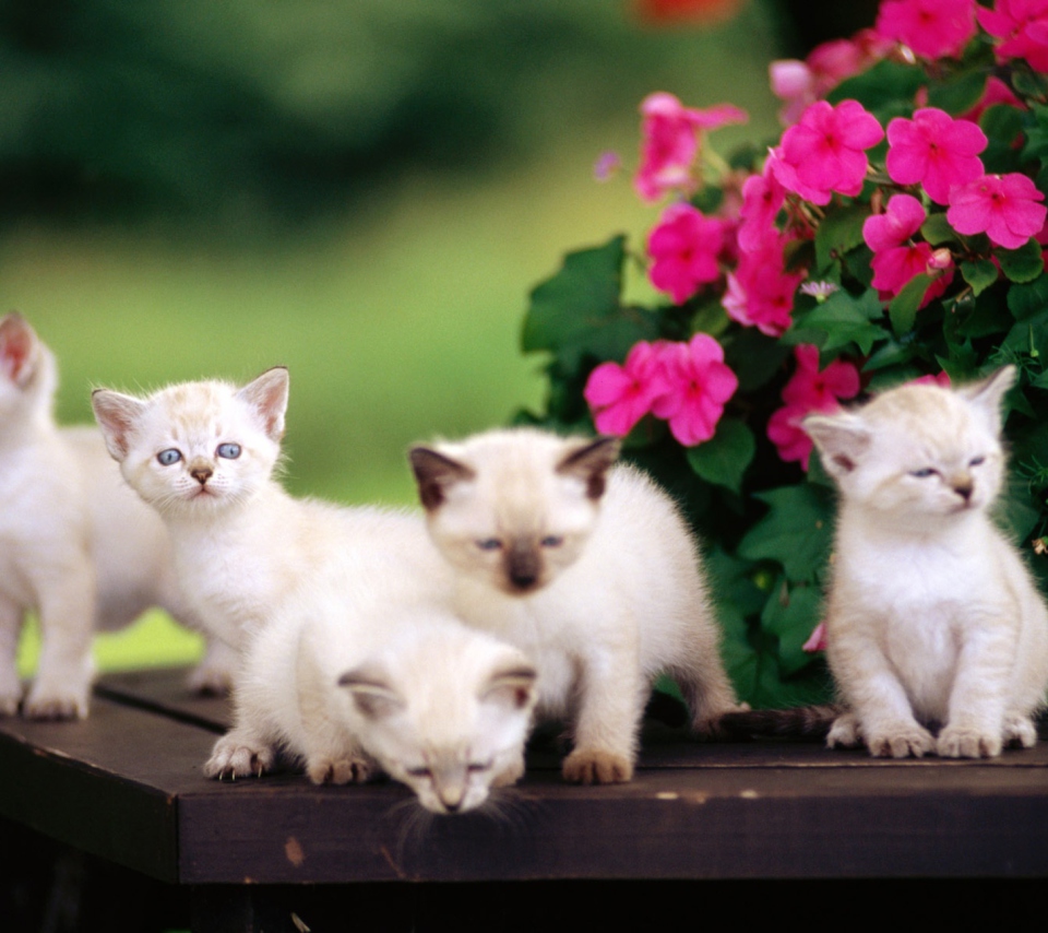 Fondo de pantalla Cute Little Kittens 960x854