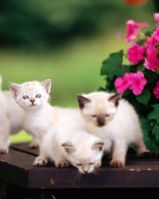 Cute Little Kittens papel de parede para celular para Nokia X2-02