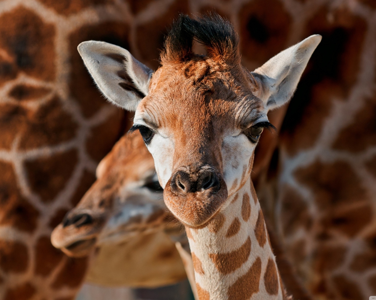 Обои Young Giraffe 1280x1024