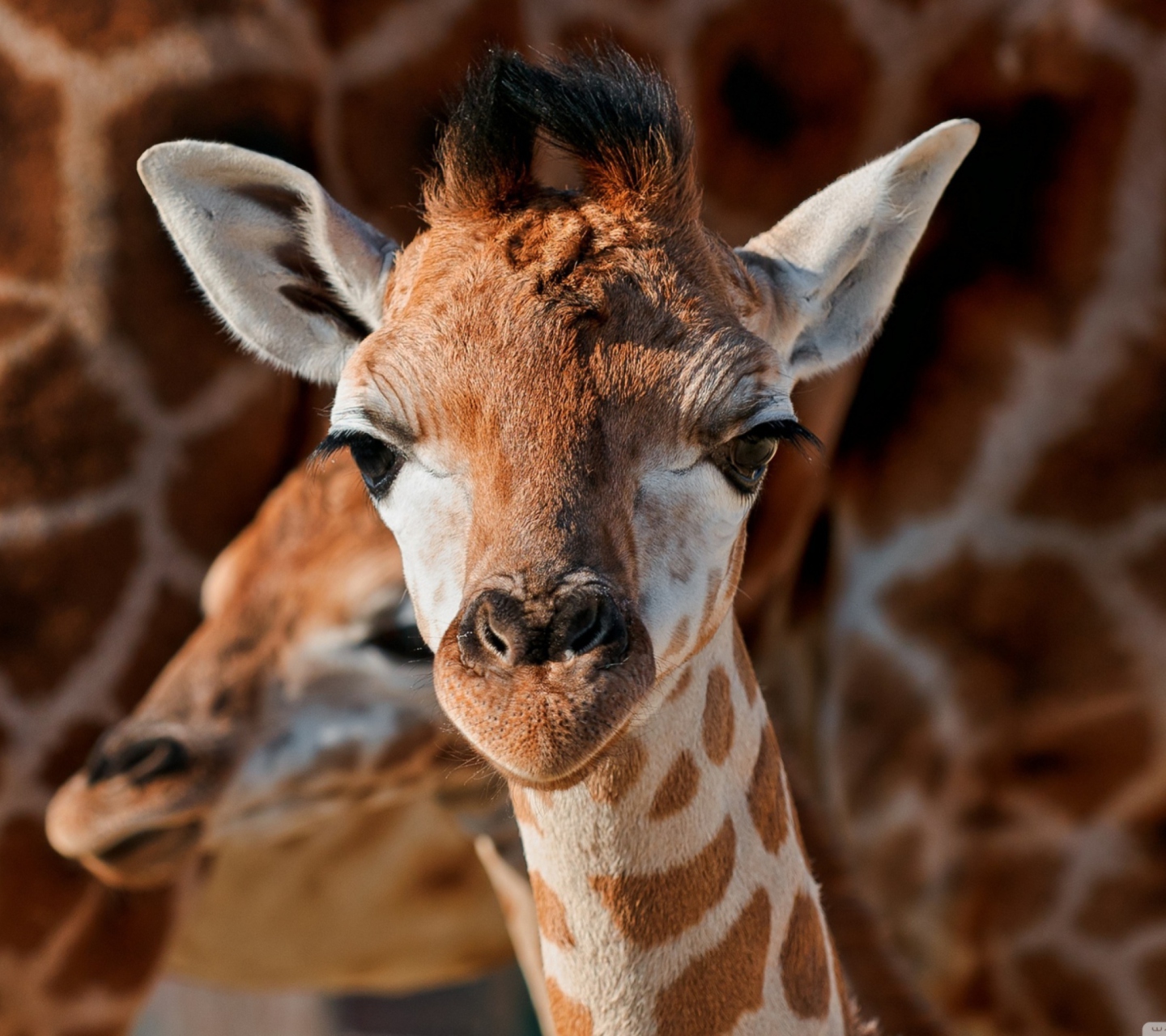 Sfondi Young Giraffe 1440x1280