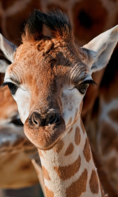 Sfondi Young Giraffe 240x400