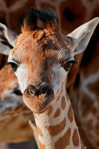 Young Giraffe wallpaper 320x480