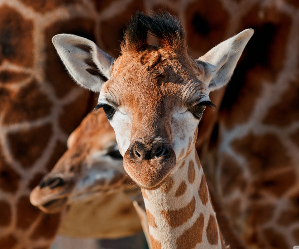 Обои Young Giraffe 960x800