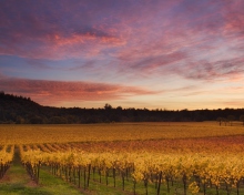 Screenshot №1 pro téma Russian River Valley California 220x176