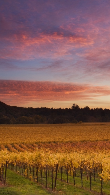 Обои Russian River Valley California 360x640