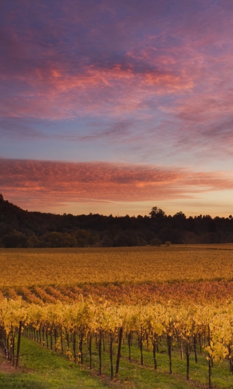 Fondo de pantalla Russian River Valley California 480x800