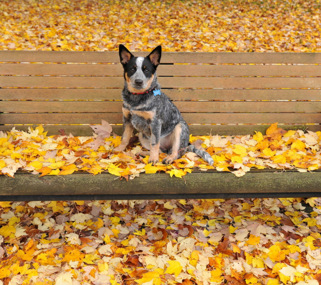 Das Dog On Autumn Bench Wallpaper 1080x960