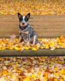 Dog On Autumn Bench wallpaper 128x160