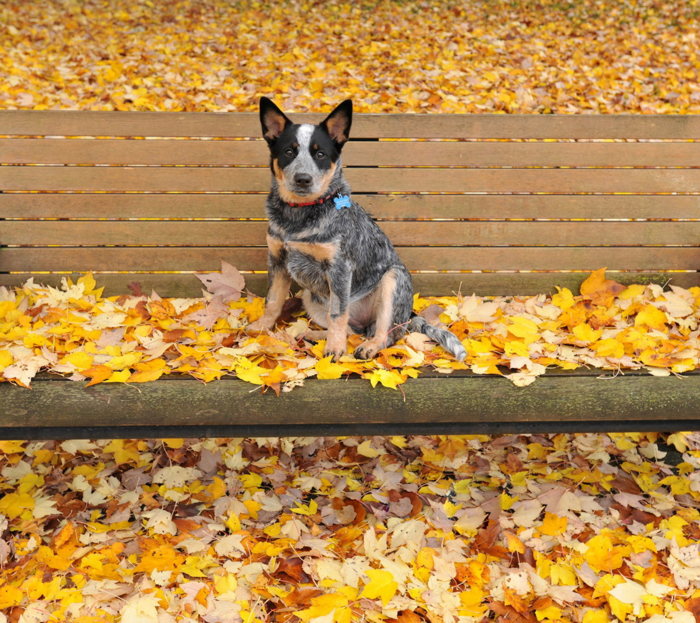 Fondo de pantalla Dog On Autumn Bench 1440x1280