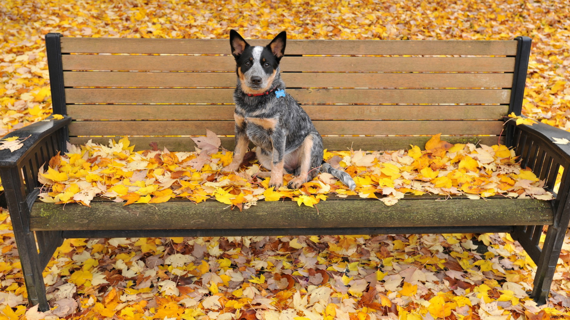 Sfondi Dog On Autumn Bench 1920x1080
