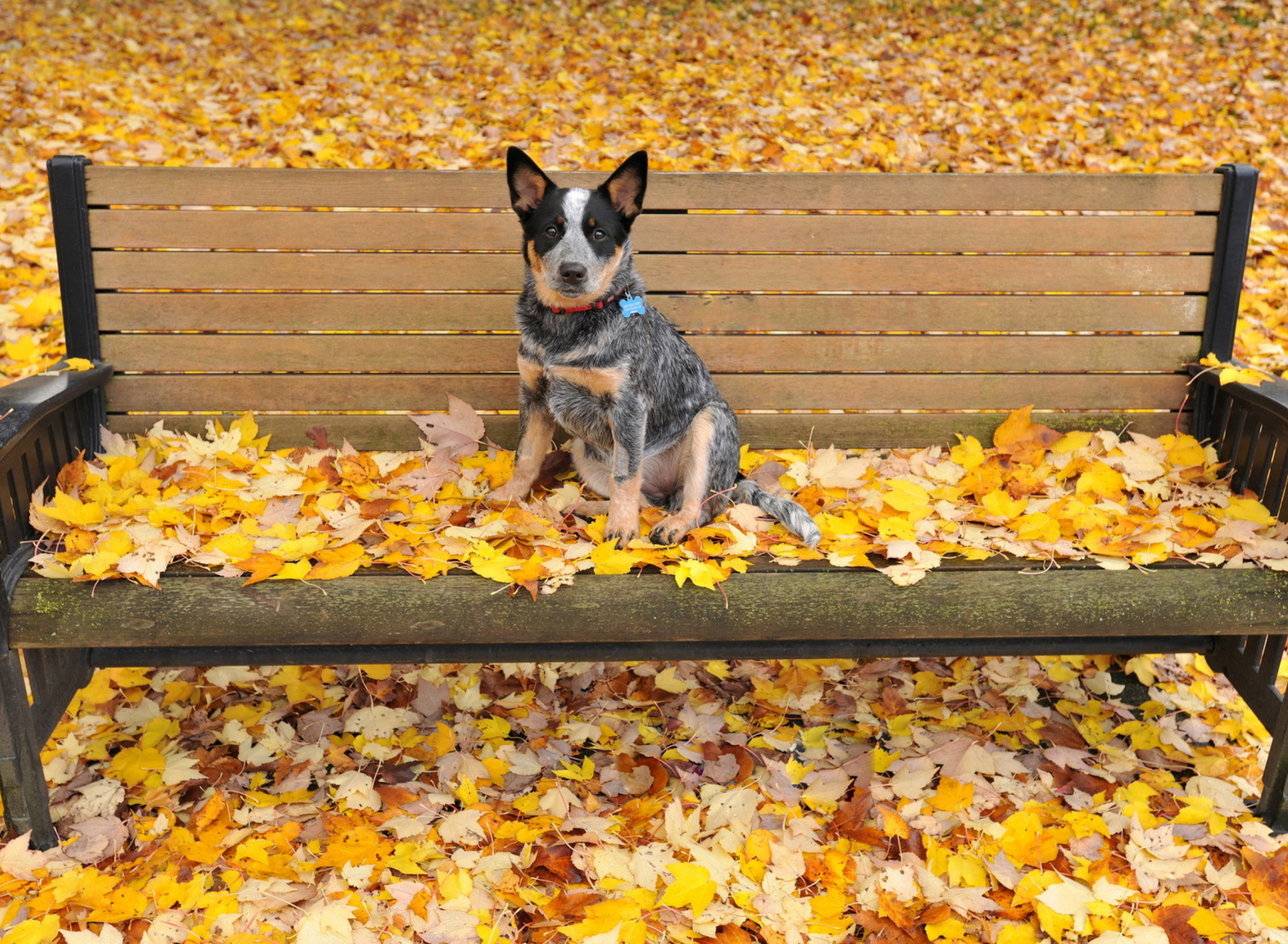 Fondo de pantalla Dog On Autumn Bench 1920x1408