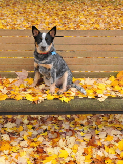 Das Dog On Autumn Bench Wallpaper 240x320