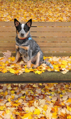 Dog On Autumn Bench wallpaper 240x400
