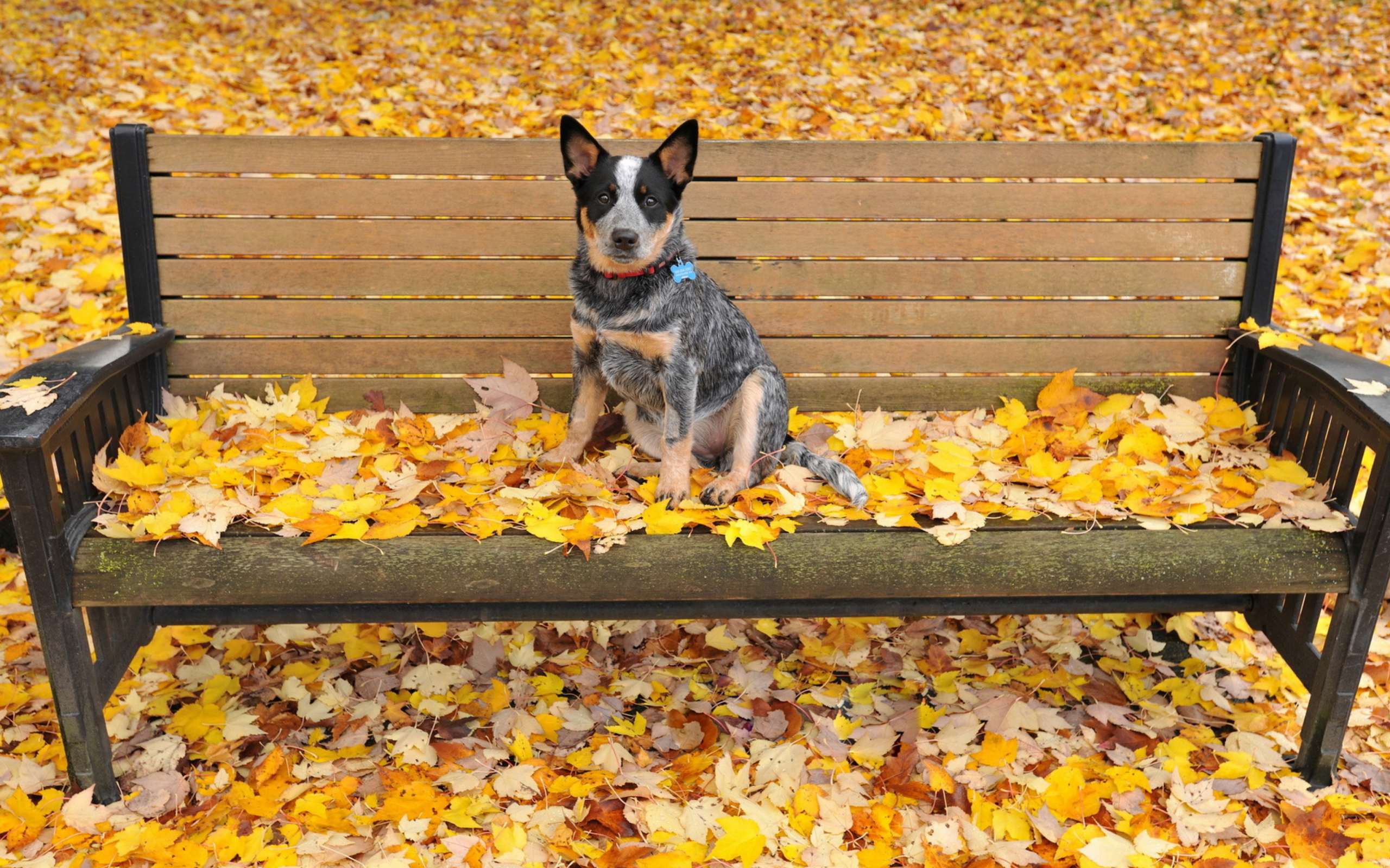 Fondo de pantalla Dog On Autumn Bench 2560x1600