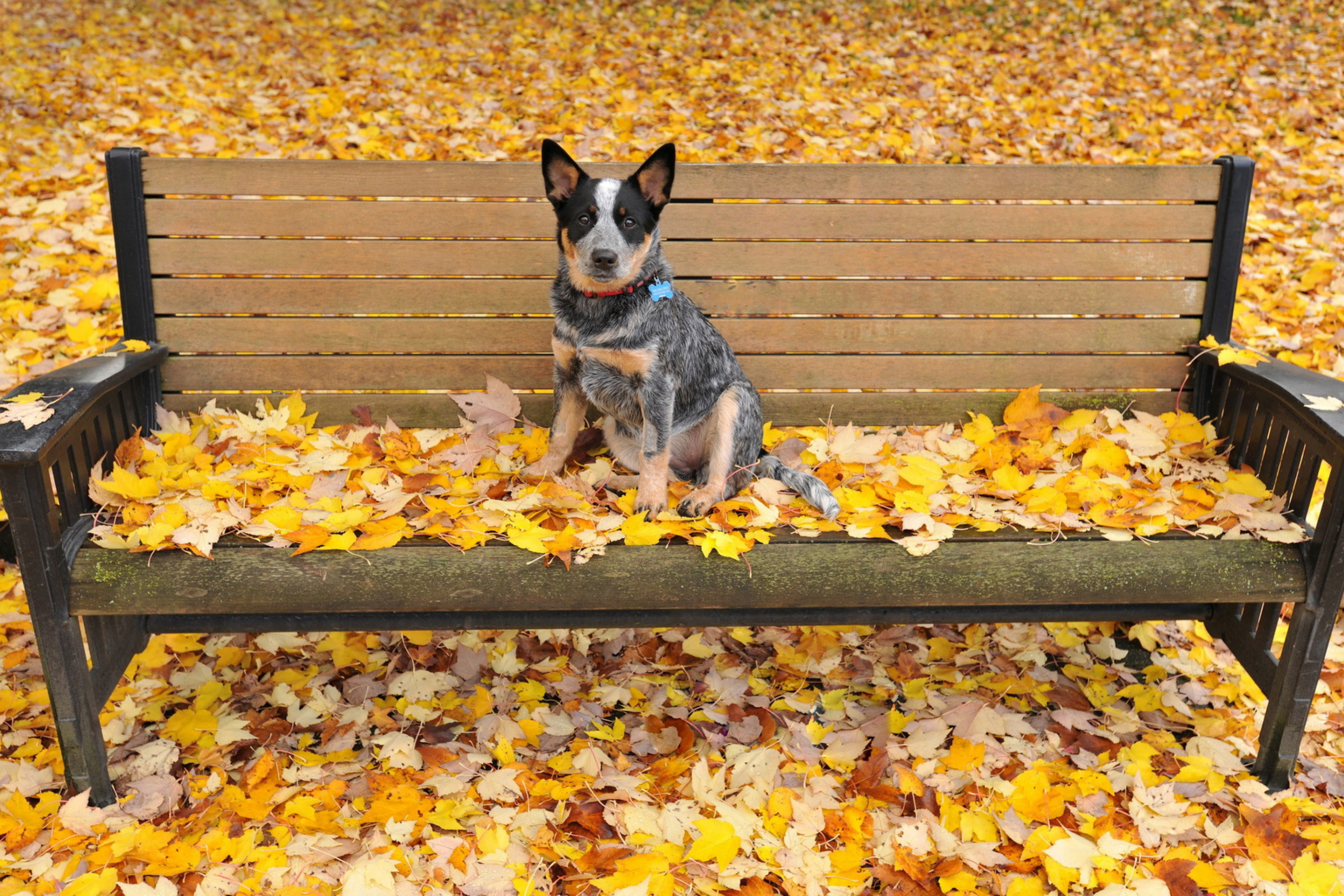 Dog On Autumn Bench wallpaper 2880x1920
