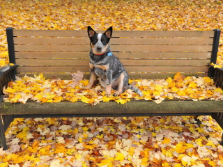 Das Dog On Autumn Bench Wallpaper 320x240