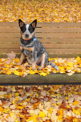 Dog On Autumn Bench wallpaper 320x480