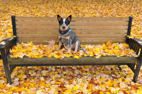 Sfondi Dog On Autumn Bench 480x320