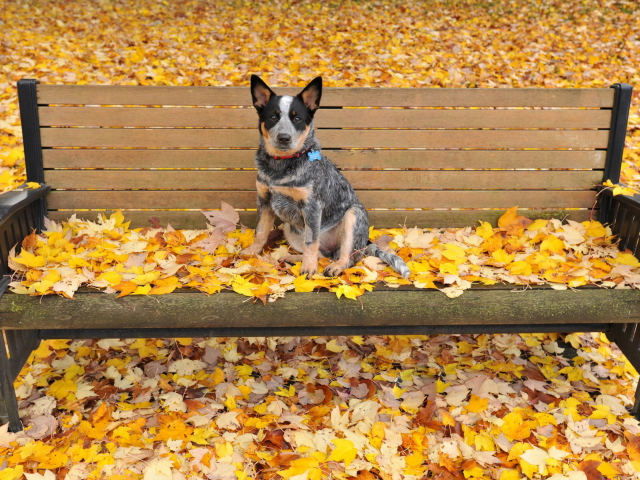 Обои Dog On Autumn Bench 640x480