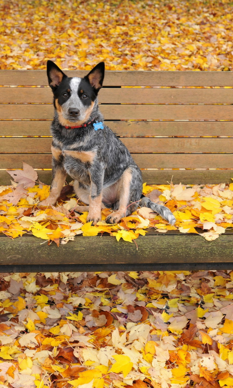 Das Dog On Autumn Bench Wallpaper 768x1280